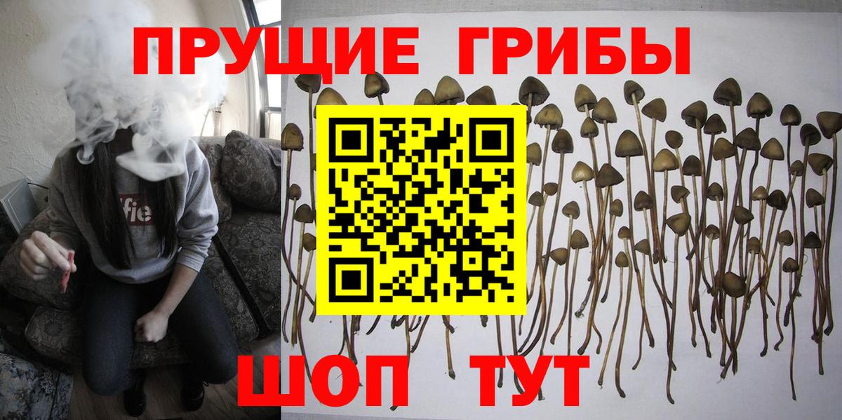 Партизанск  Галлюциногенные грибы Psilocybe  Вход с VPN 